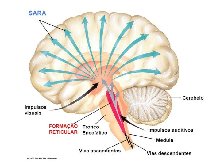 sistema ativador reticular ascendente (SARA) capa